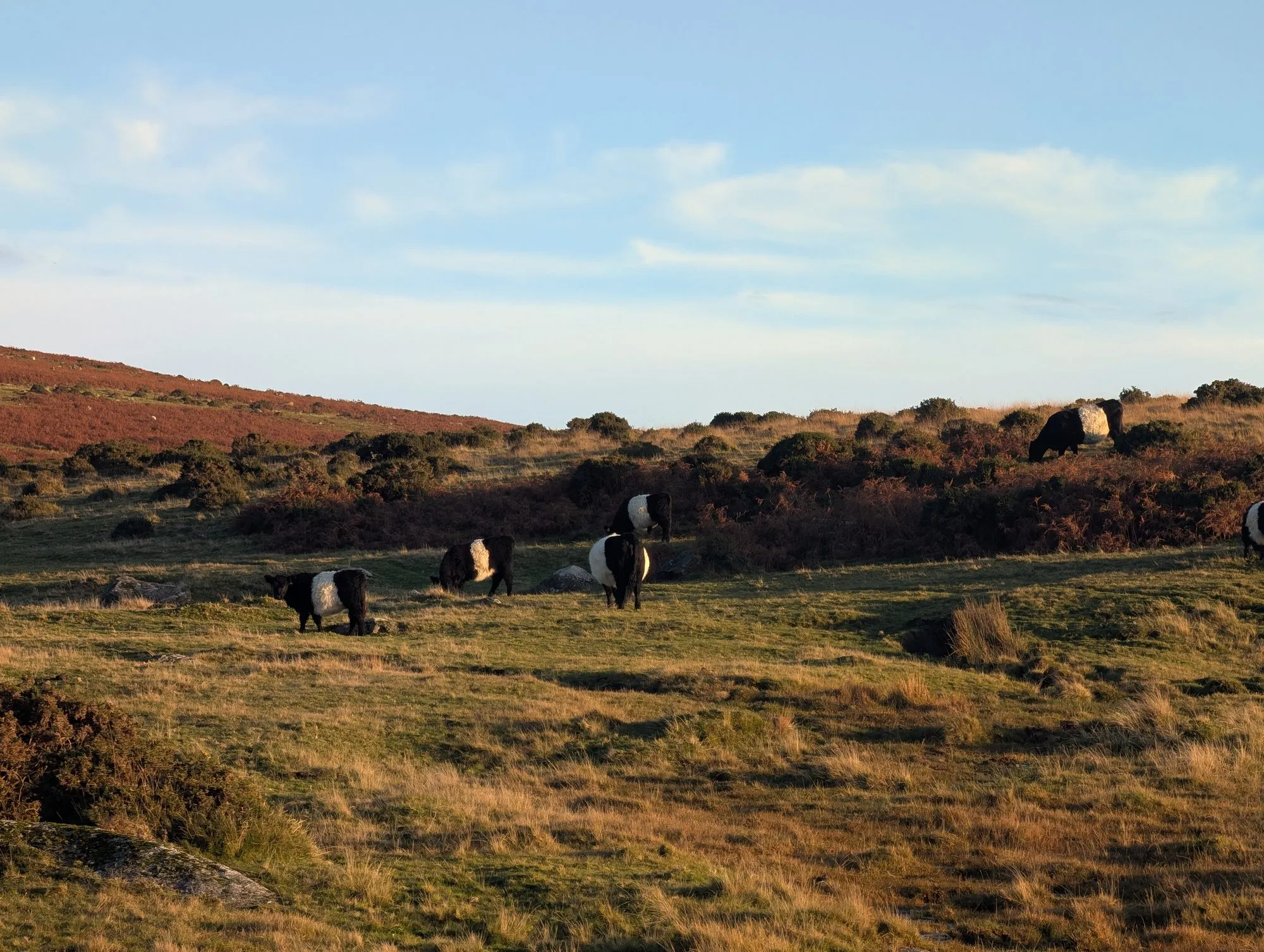 Belted Galloway cattle grazing on Dartmoor moorland at golden hour, russet bracken and rolling hills behind
