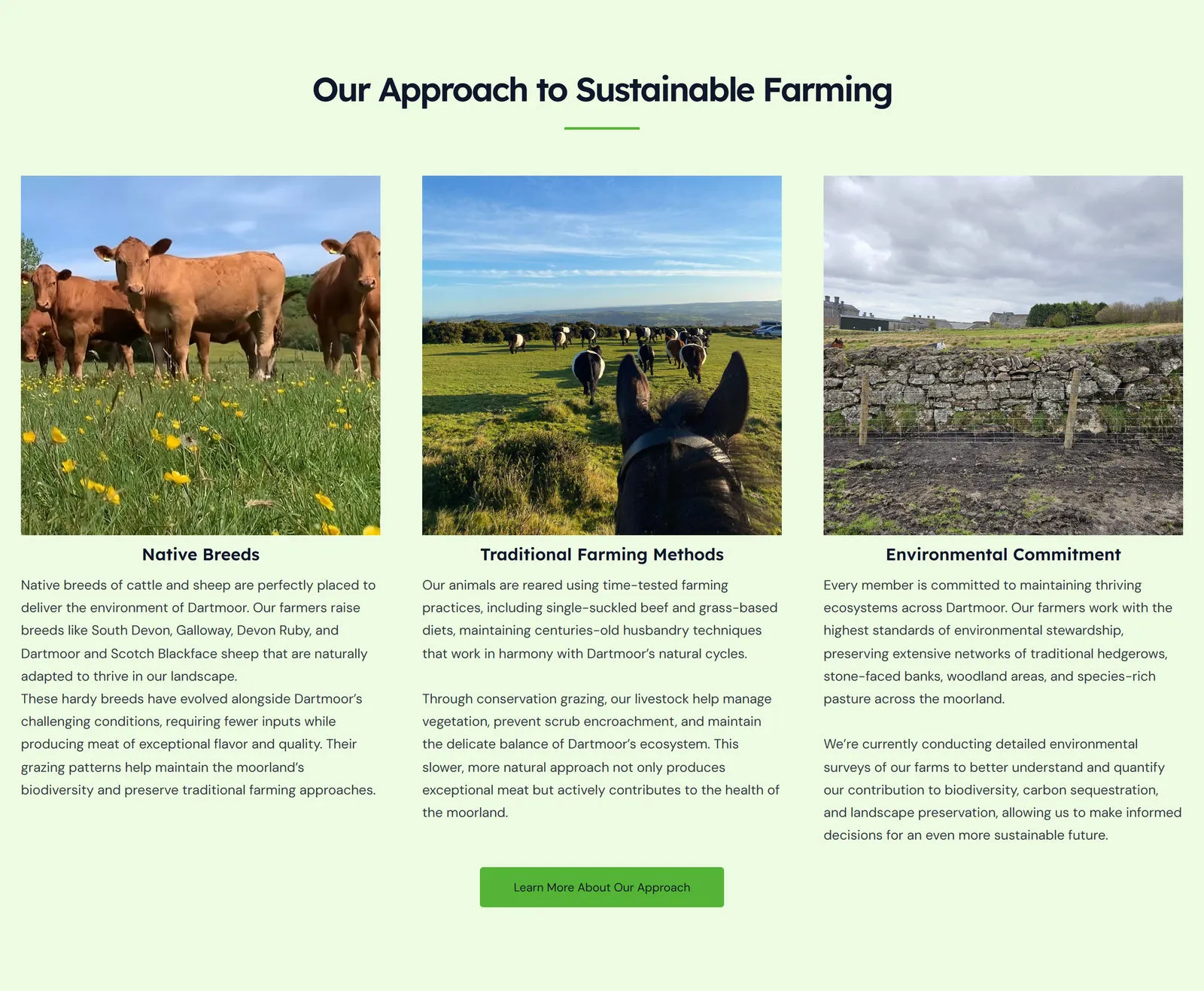 The three-card approach grid on the homepage: cattle in a buttercup meadow, a herd seen between a pony’s ears, and a Dartmoor drystone wall