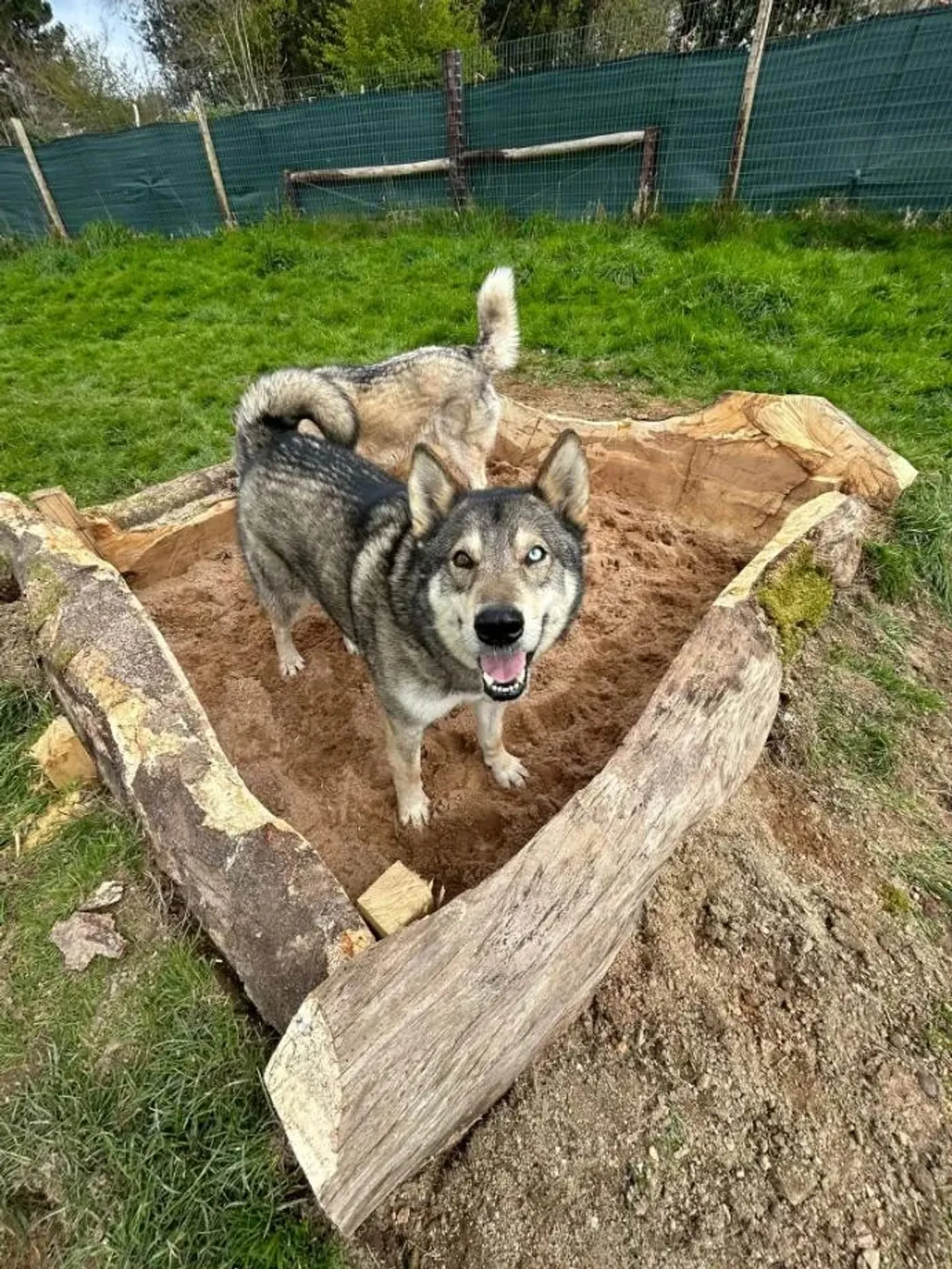 A husky standing in the field’s timber-edged sand pit, tail mid-wag