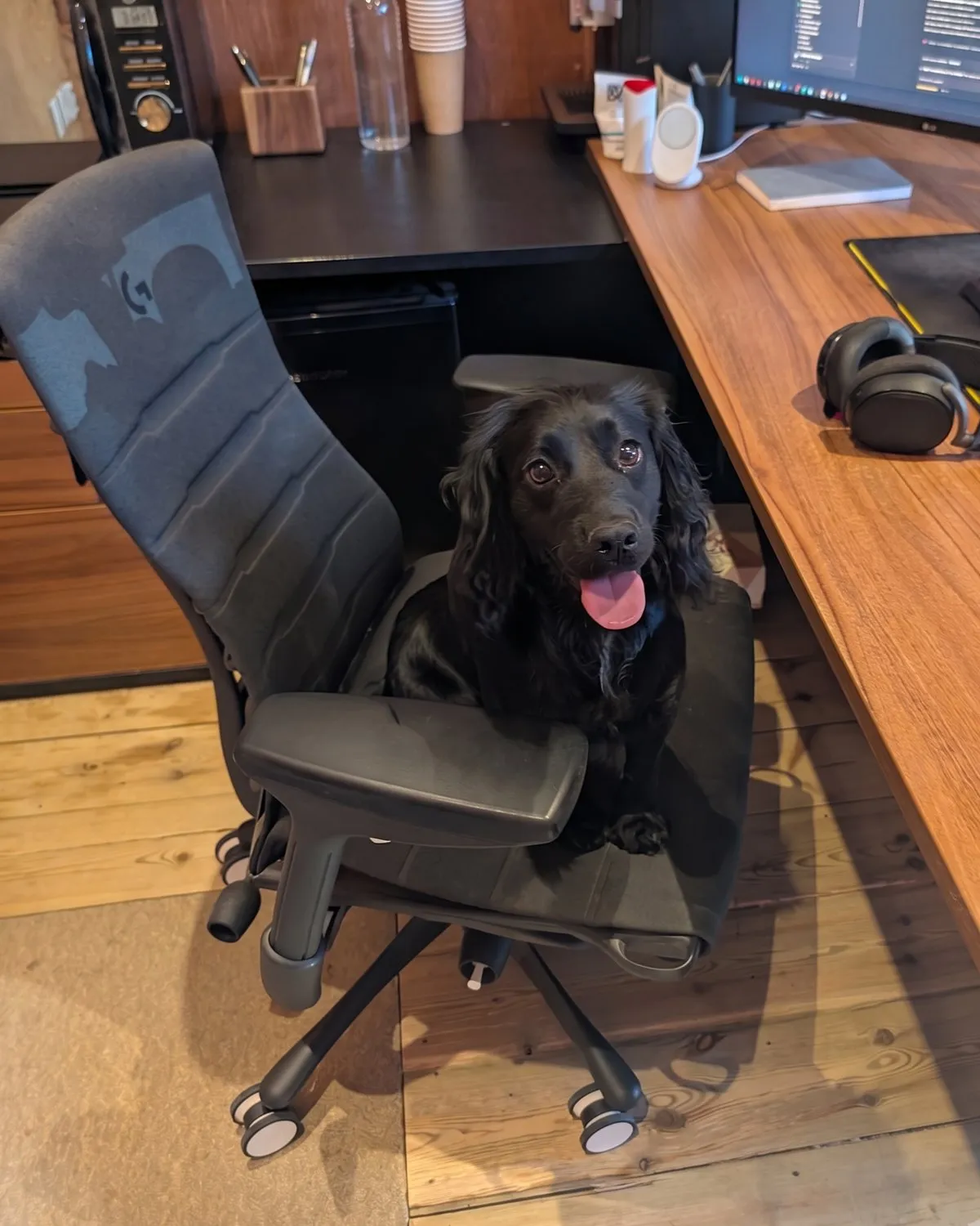 Goose, my black cocker spaniel, sitting on the office chair at my desk in front of the code editor